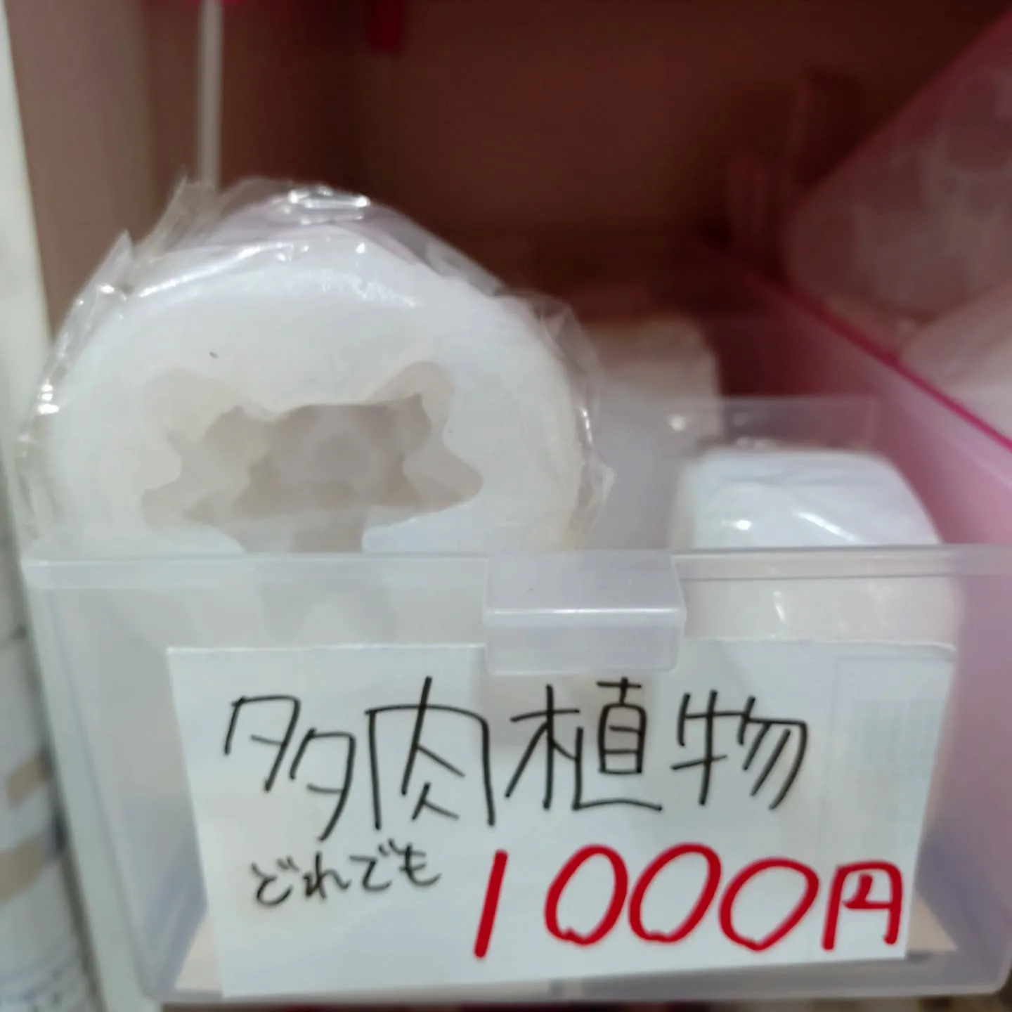 多肉植物のモールドを出しました！どれでも1000円！